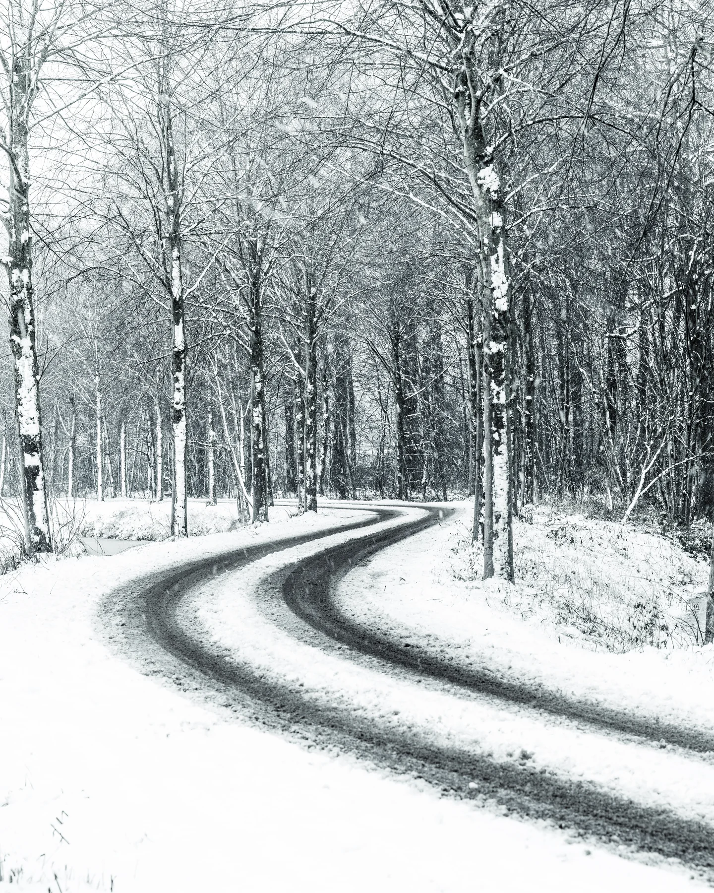 Snow-covered forest road between bare trees
