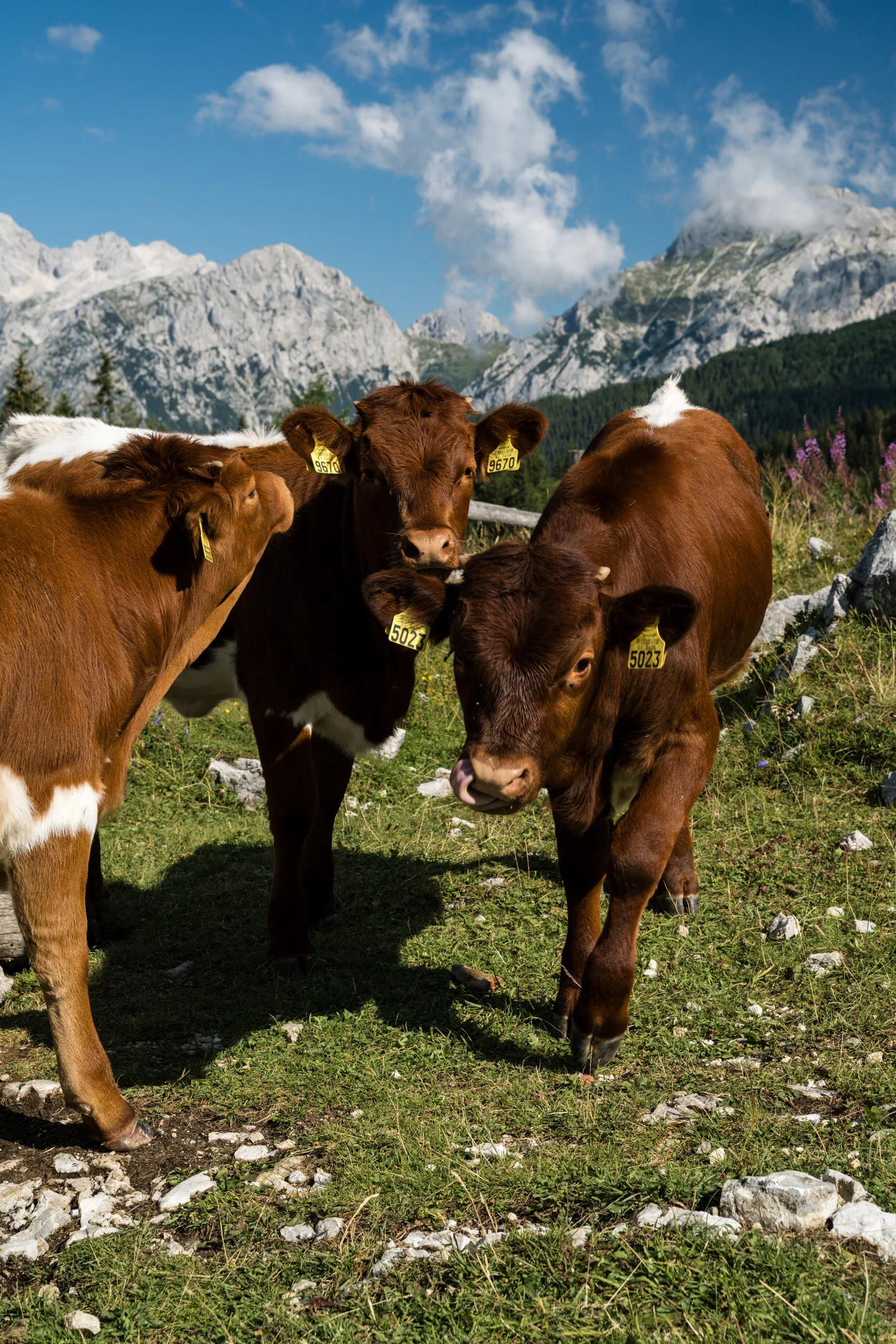 Cattle in a mountain meadow beneath a clear sky