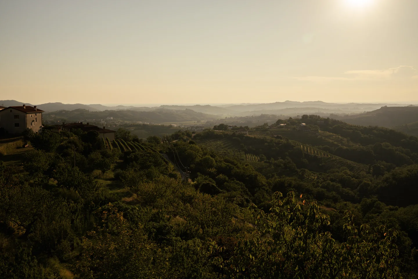 Rolling landscape in soft evening light